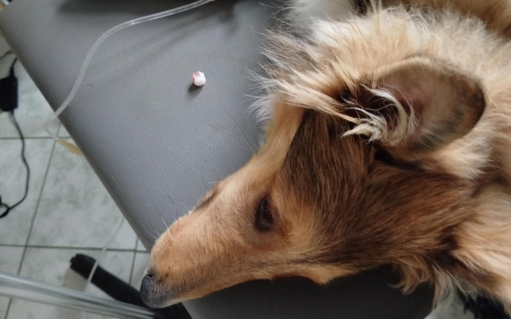 Zbiórka Porzucony, walczy o życie. - zdjęcie główne