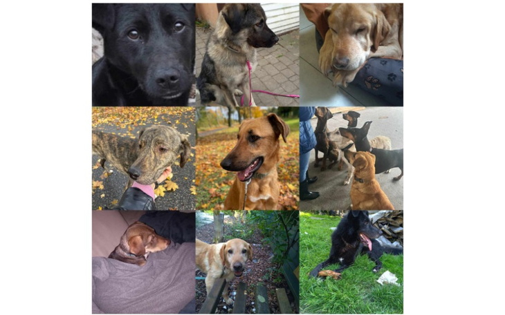 Zbiórka boksy dla psów - zdjęcie główne