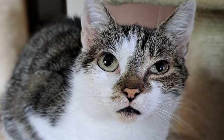 Zbiórka Misja pomagania kotom i istotom - zdjęcie główne