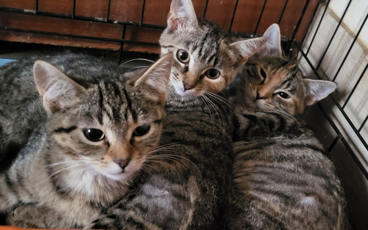 Trzy szare kocięta leżące razem w klatce.