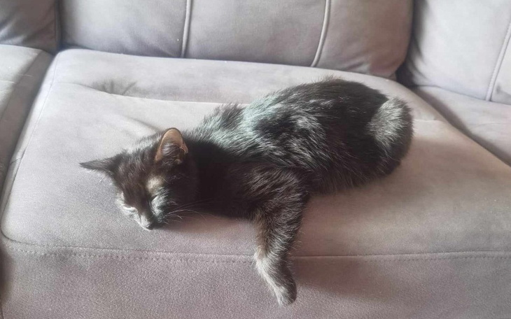 Zbiórka Walka z chorobą kotka - zdjęcie główne