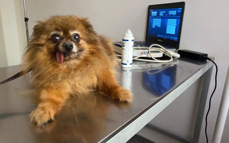 Zbiórka Szpicki zbierają na badania - zdjęcie główne