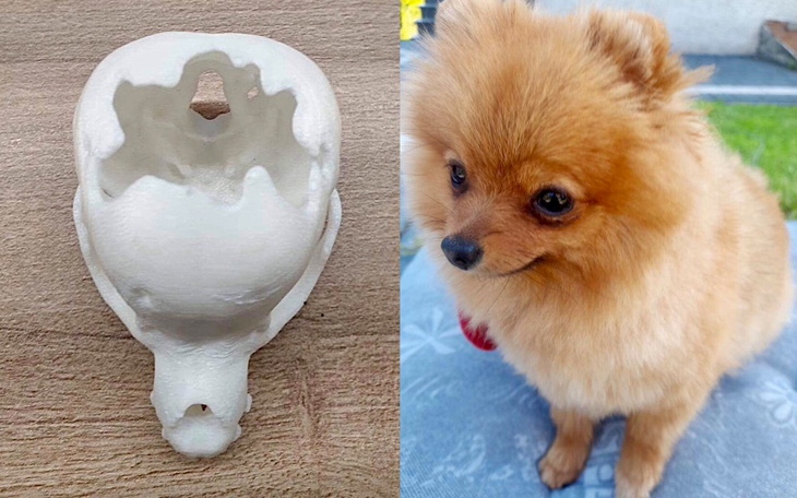 Zbiórka Psie maleństwo do uratowania - zdjęcie główne