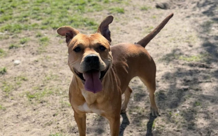 Pies rasy amstaff bawiący się na trawie.