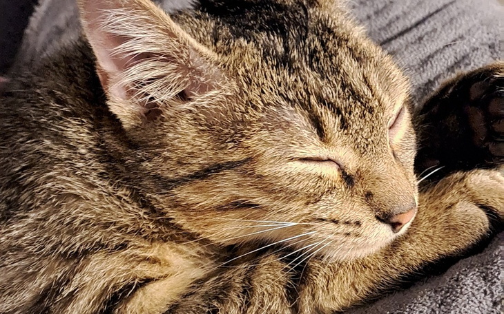 Śpiący kot, z zamkniętymi oczami, na miękkim kocu.