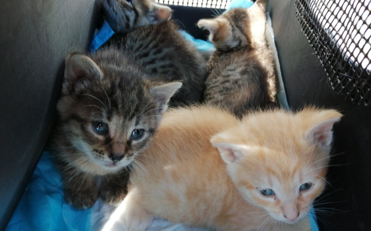 Zbiórka Napełnij RATUJOWĄ miskę - zdjęcie główne