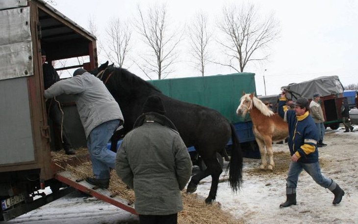 Zbiórka Pajęczno - kolejny targ śmieri! - zdjęcie główne