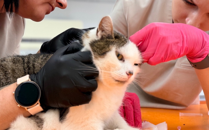 Dwie osoby zajmujące się kotem w gabinecie weterynaryjnym.