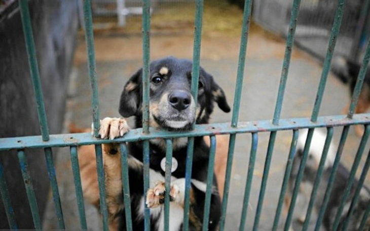 Zbiórka Pomoc dla zwierzaków! - zdjęcie główne