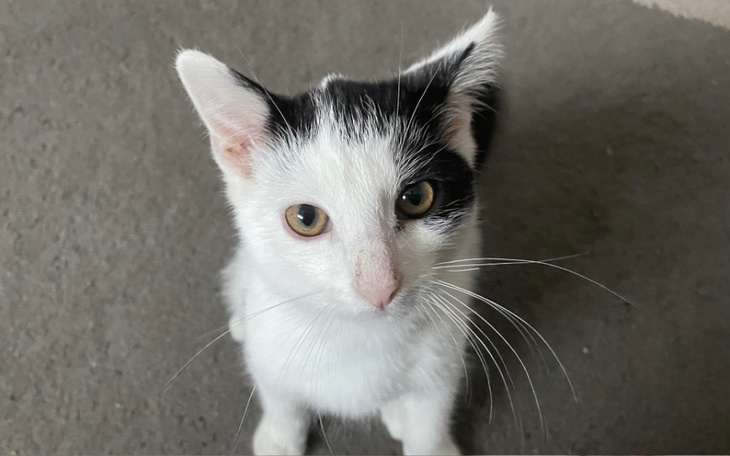 Zbiórka Koncert melanie martinez 1 - zdjęcie główne