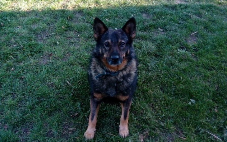 Zbiórka przytulisko dla skrzwdzonych pso - zdjęcie główne