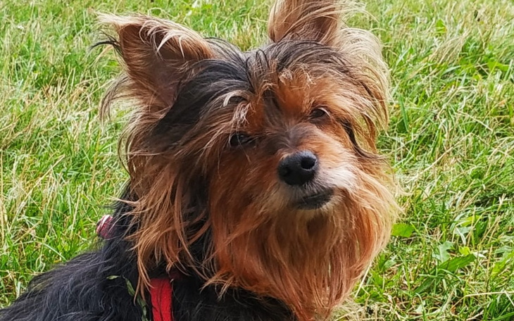 Zbiórka Pilna operacja Yoko - zdjęcie główne