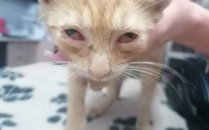 Chory kot z podrażnionymi oczami, potrzebujący pomocy.