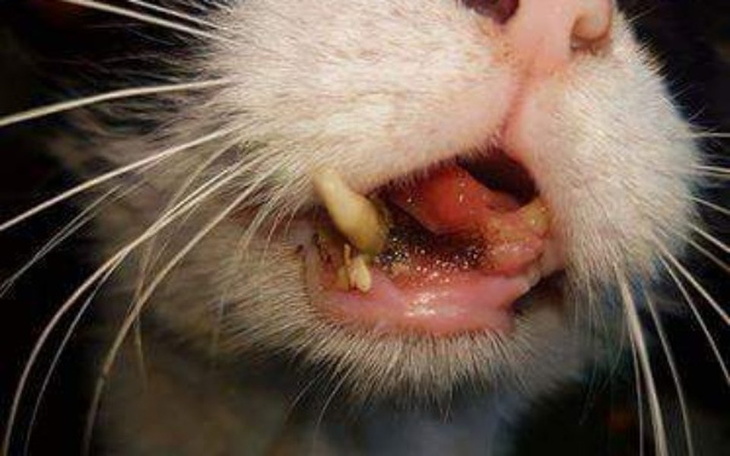 Zbiórka Kwiatowy z dziurą w podniebieniu - zdjęcie główne