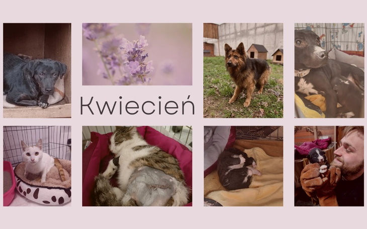 Zbiórka Kwiecień - utrzymanie Łapy - zdjęcie główne