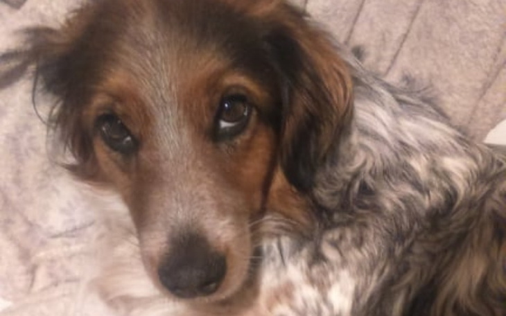 Zbiórka Operacja dla Suni - zdjęcie główne