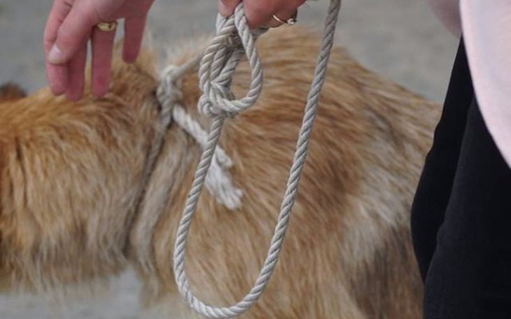 Zbiórka Przywiązana sznurem sunia - zdjęcie główne