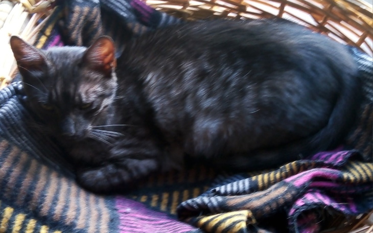 Zbiórka Walka o życie Pika - zdjęcie główne