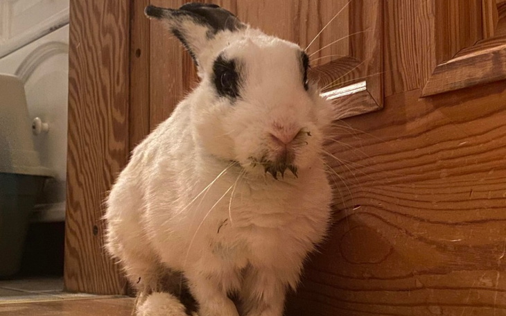 Zbiórka Gabryś chce żyć - zdjęcie główne