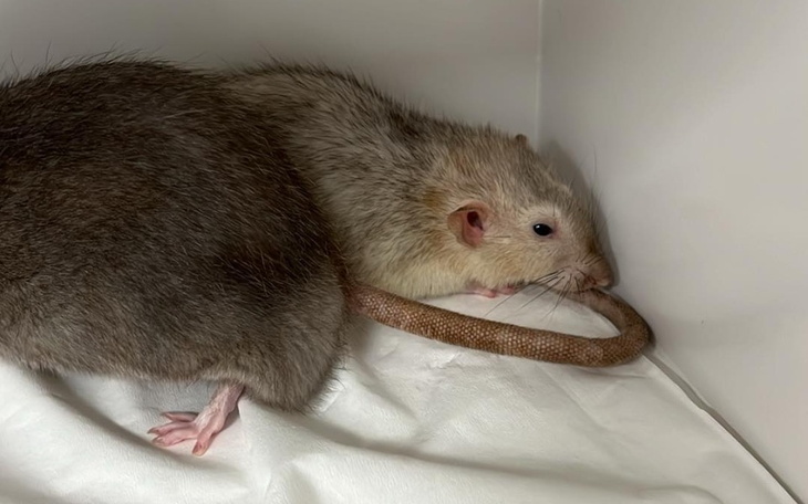 Zbiórka Staruszki z klatki schodowej - zdjęcie główne