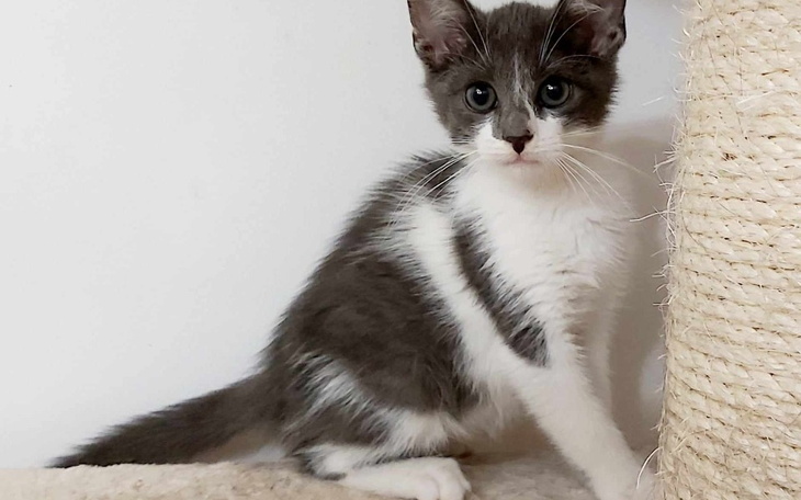 Mały szary kotek z białymi łatami, siedzący na miękkim podłożu.