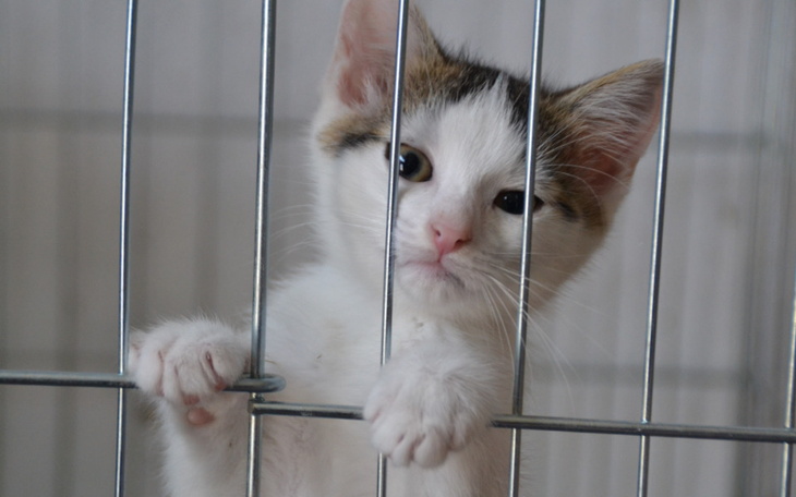 Zbiórka Ratunek dla kociąt... - zdjęcie główne