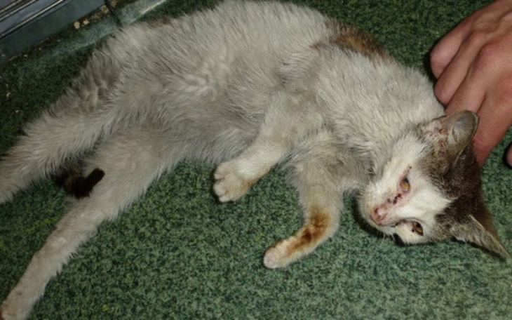 Chory kot leżący na zielonym dywanie.