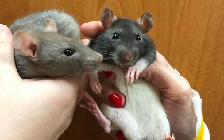 Zbiórka Leczenie Szarego i Czarnego - zdjęcie główne