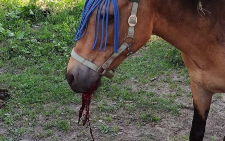 Zbiórka Roztrzaskana szczęka mulicy Bayi - zdjęcie główne