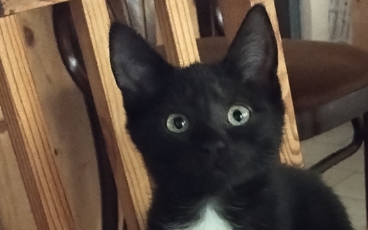 Zbiórka Uratujmy Lokiego - zdjęcie główne