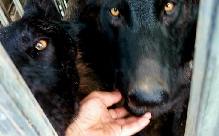 Grupa psów rasy husky, szczęśliwych i radosnych.