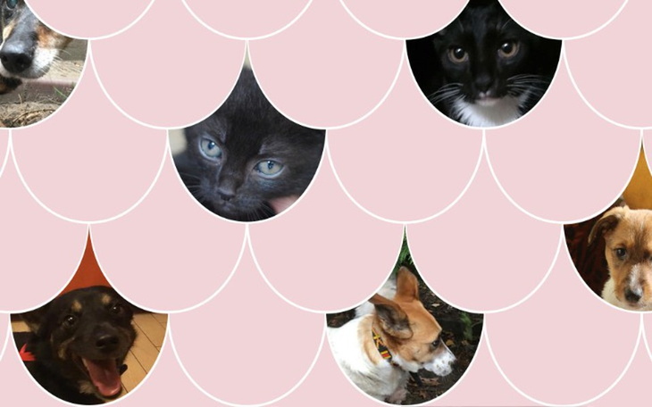 Zbiórka Lustre dla Fundacji Bezdomniaki - zdjęcie główne