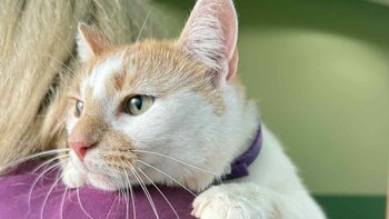 Zbiórka Walka o Rumcasja - miniaturka zdjęcia