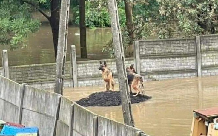 Zbiórka Pomoc zwierzętom SOS - zdjęcie główne