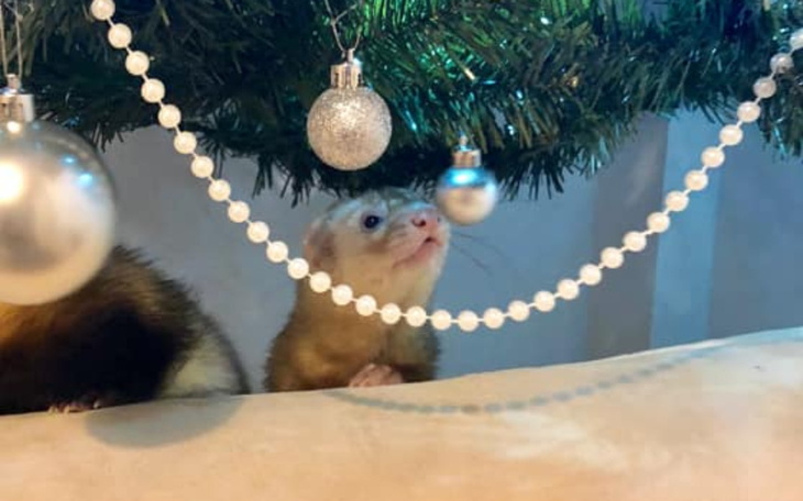 Zbiórka Świąteczno-Noworoczny Podarunek - zdjęcie główne