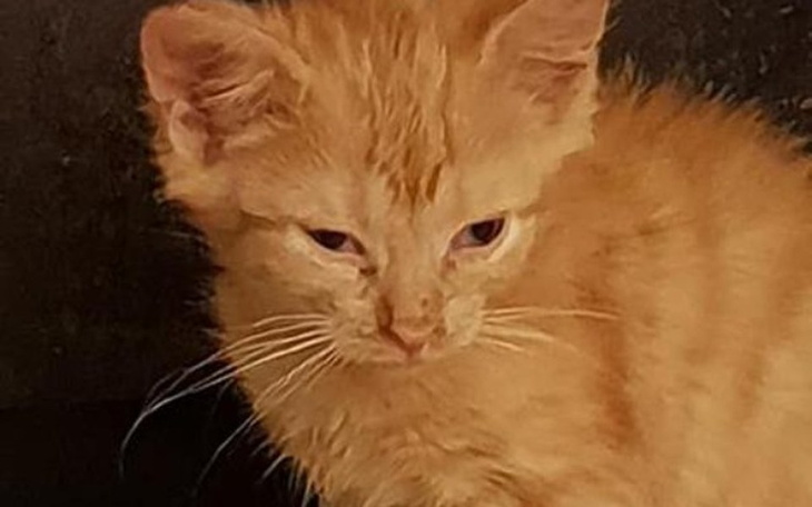 Zbiórka Życie 25 kotów zagrożone - zdjęcie główne