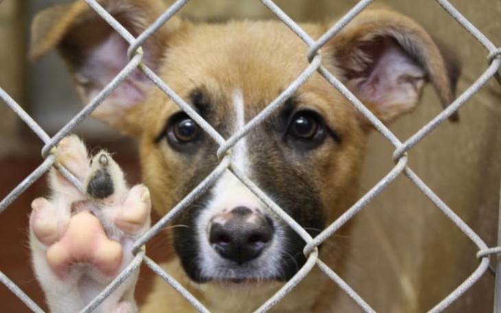 Zbiórka Zamiast na petardę daj na karmę - zdjęcie główne