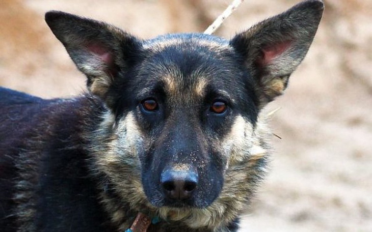 Pies z wyrazem smutku, patrzący w dal.