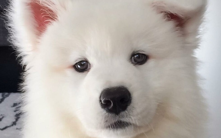 Zbiórka Zbieram na Pieska Pls - zdjęcie główne