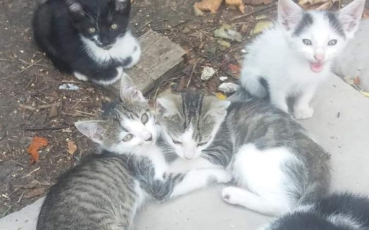 Zbiórka Wyprawki dla kotków - zdjęcie główne