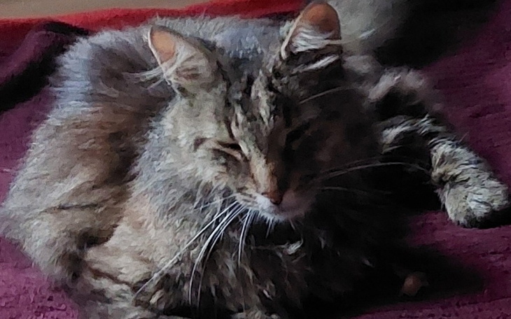 Puszysty kot leżący na czerwonym kocu, z zamkniętymi oczami.