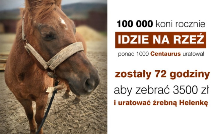 Zbiórka 72 godziny by ocalić Helenkę - zdjęcie główne