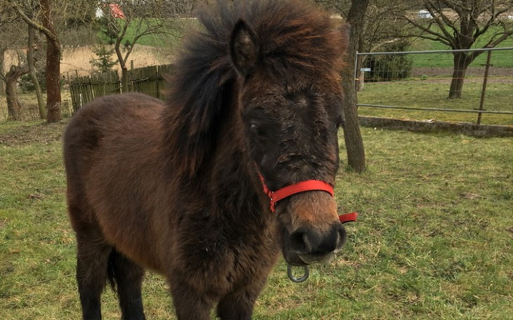 Zbiórka Wesprzyj na zakup kuca - zdjęcie główne