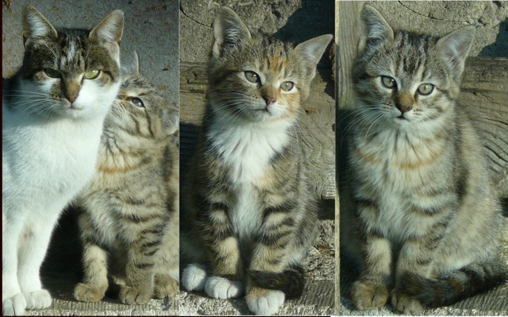 Zbiórka Kinia Punia Zula - zdjęcie główne