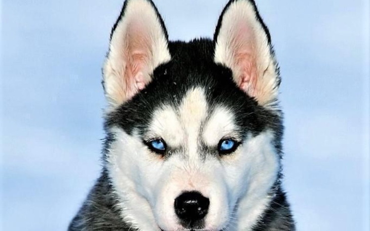 Zbiórka Na karmę do schroniska opole - zdjęcie główne