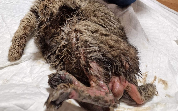 Zbiórka Konał w psiej budzie - zdjęcie główne