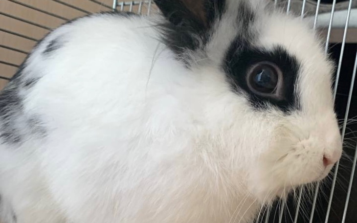 Zbiórka Walczymy o zdrowie królika - zdjęcie główne