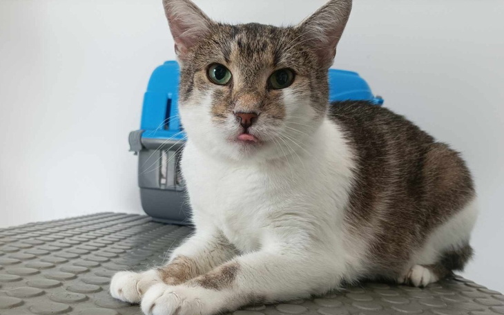 Zbiórka Utrzymanie tymczasów w lipcu - zdjęcie główne