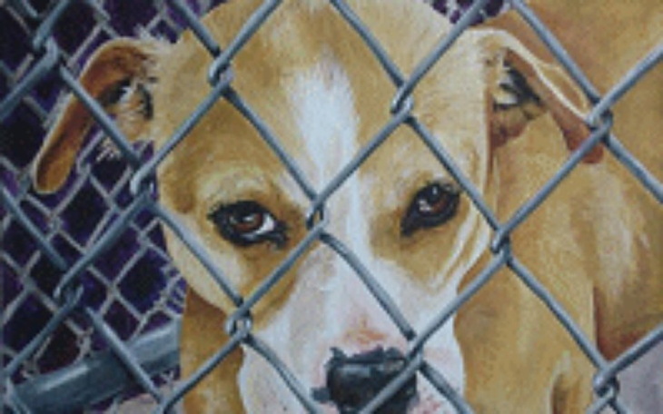 Zbiórka Zbiórka na jedzenie dla zwierząt - zdjęcie główne