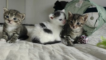 Zbiórka Zostań Zębową Wróżką! - miniaturka zdjęcia